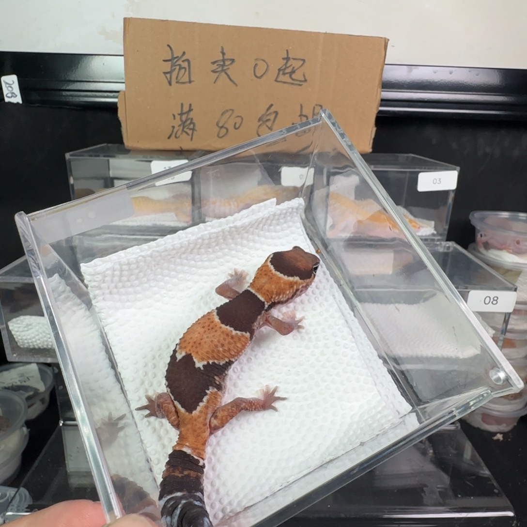 豹纹守宫原色瘾橘白祖鲁弟弟