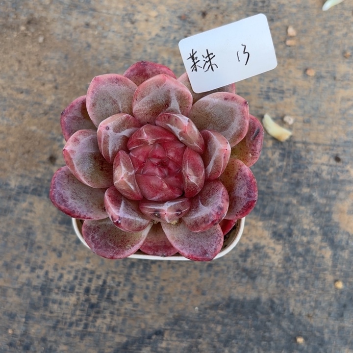 茉***沫精品多肉植物冠服7厘米