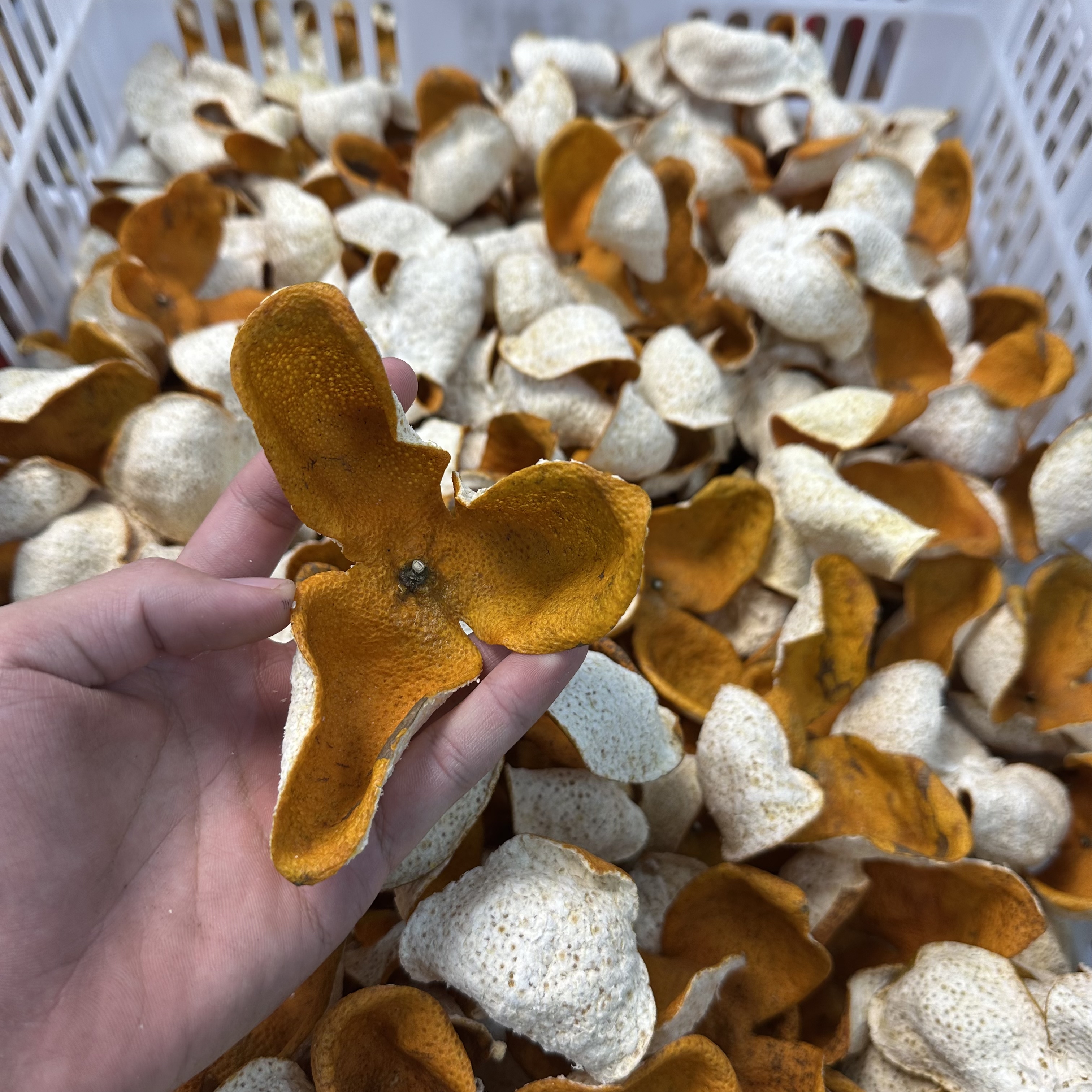 三江原枝元旦冬后皮 甜香