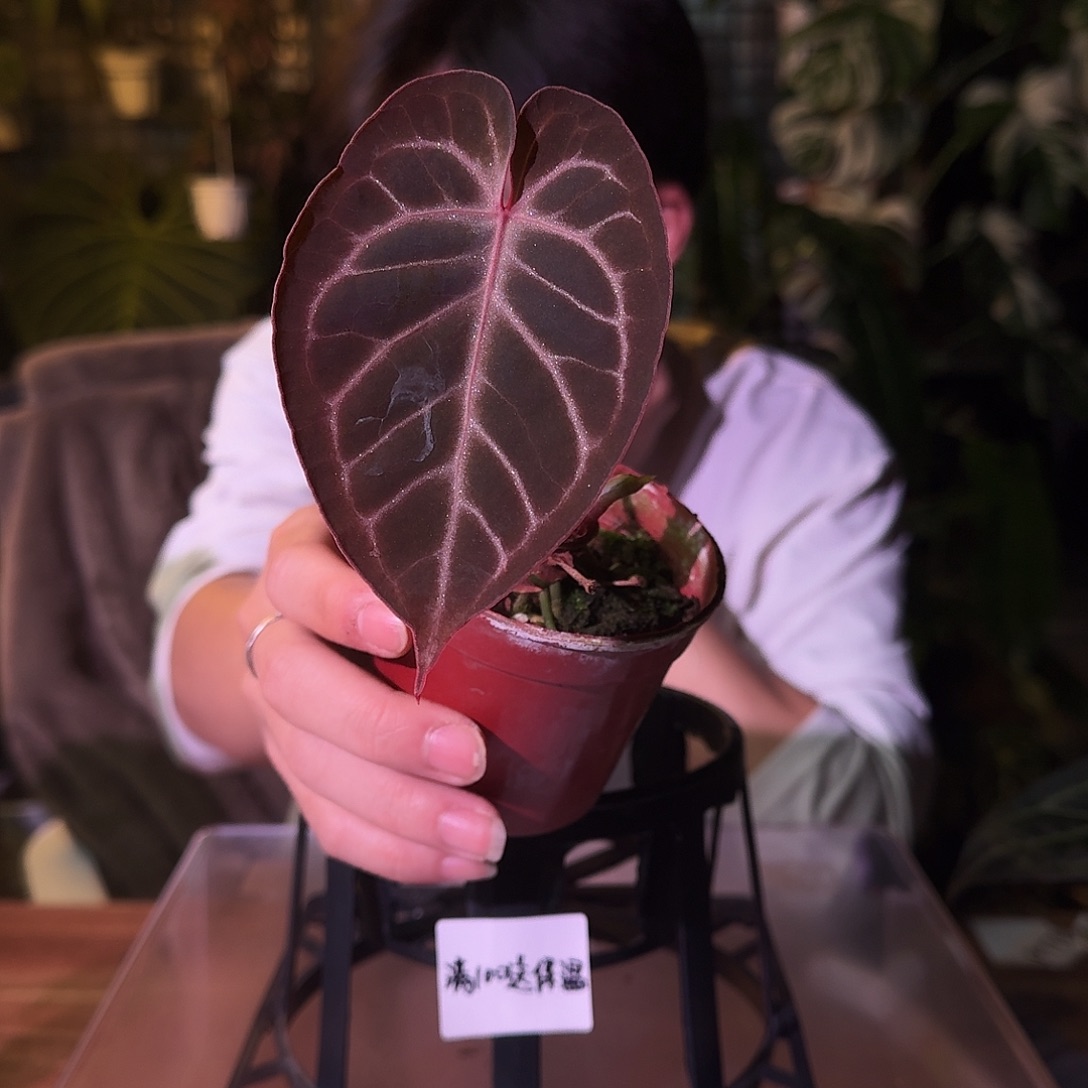 好***.不开花植物G233银红杂阿波罗