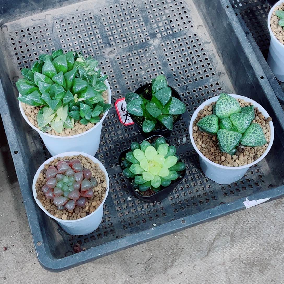 姬寿锦琥珀一勿一拍