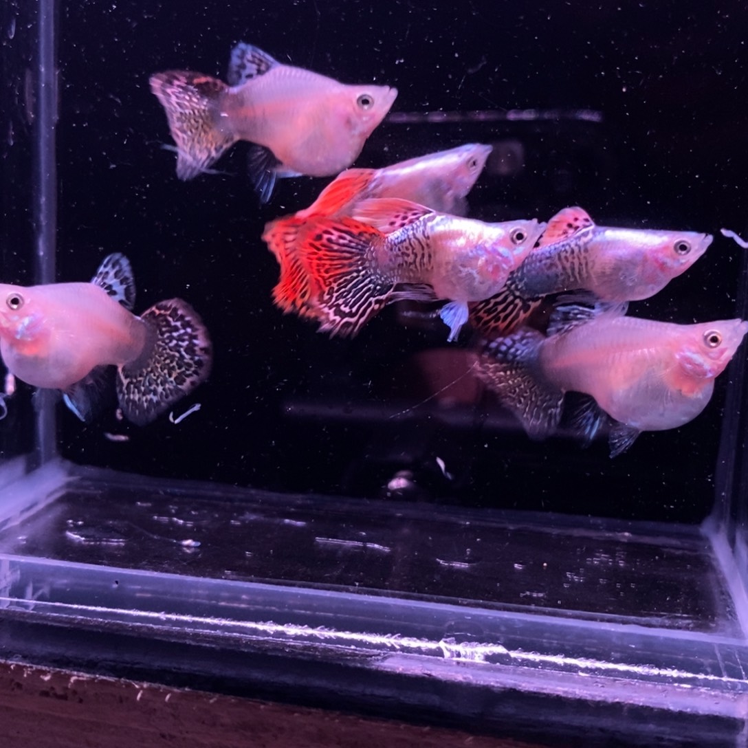 孔雀鱼红龙球三对