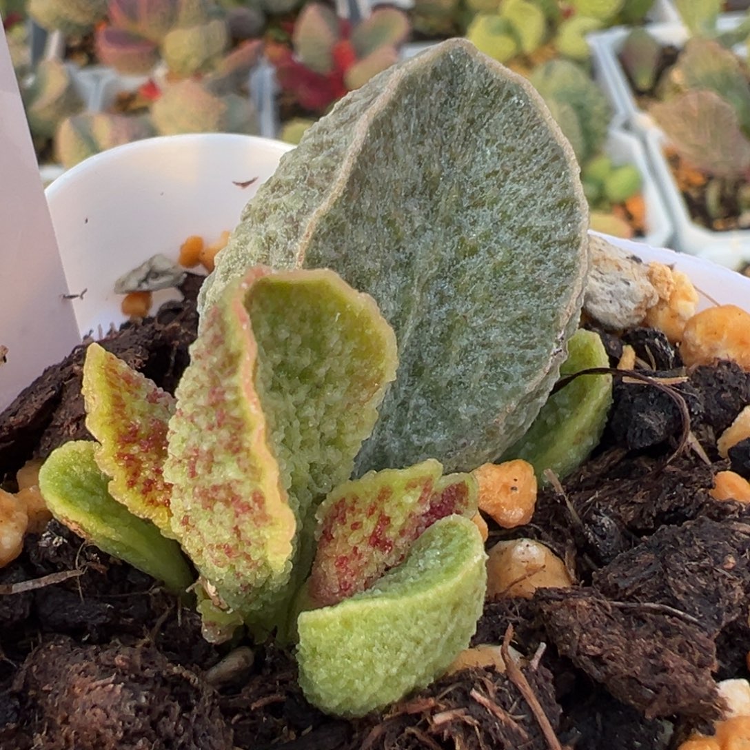 希妍大苗多肉植物水泡