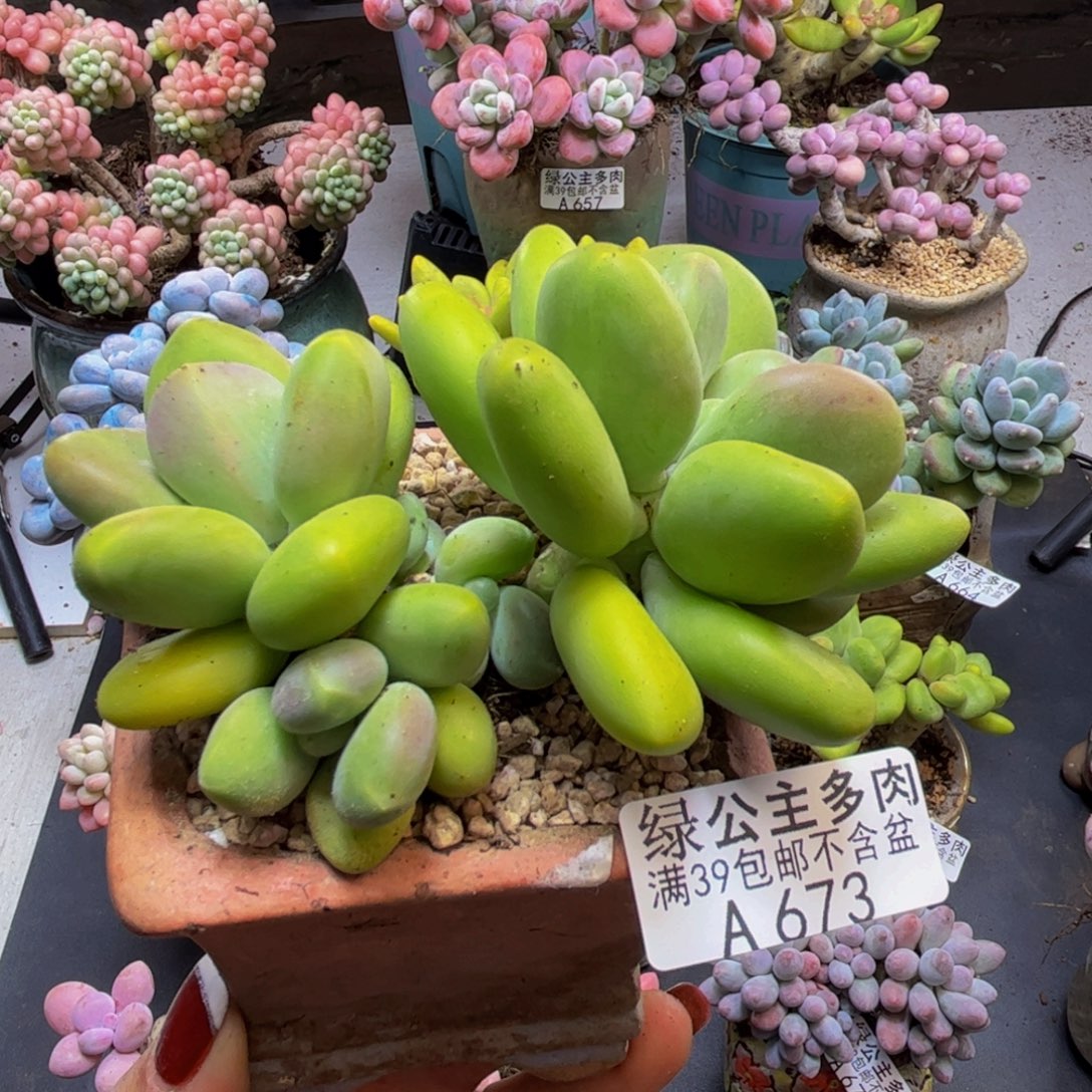 芒果奶酪673/8cm多肉