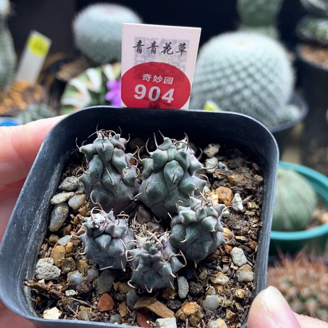 实生娇丽群有疤66877一群