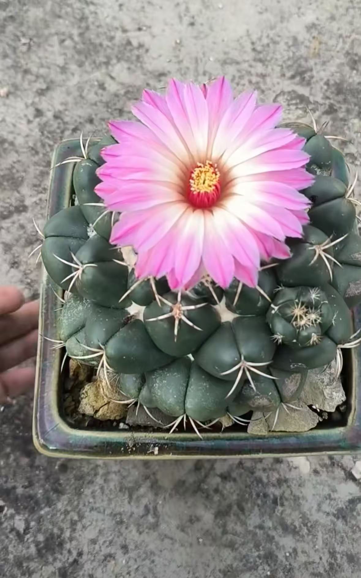 象牙6cm左右带盆土     仙人球漳州基地直发 新手好养