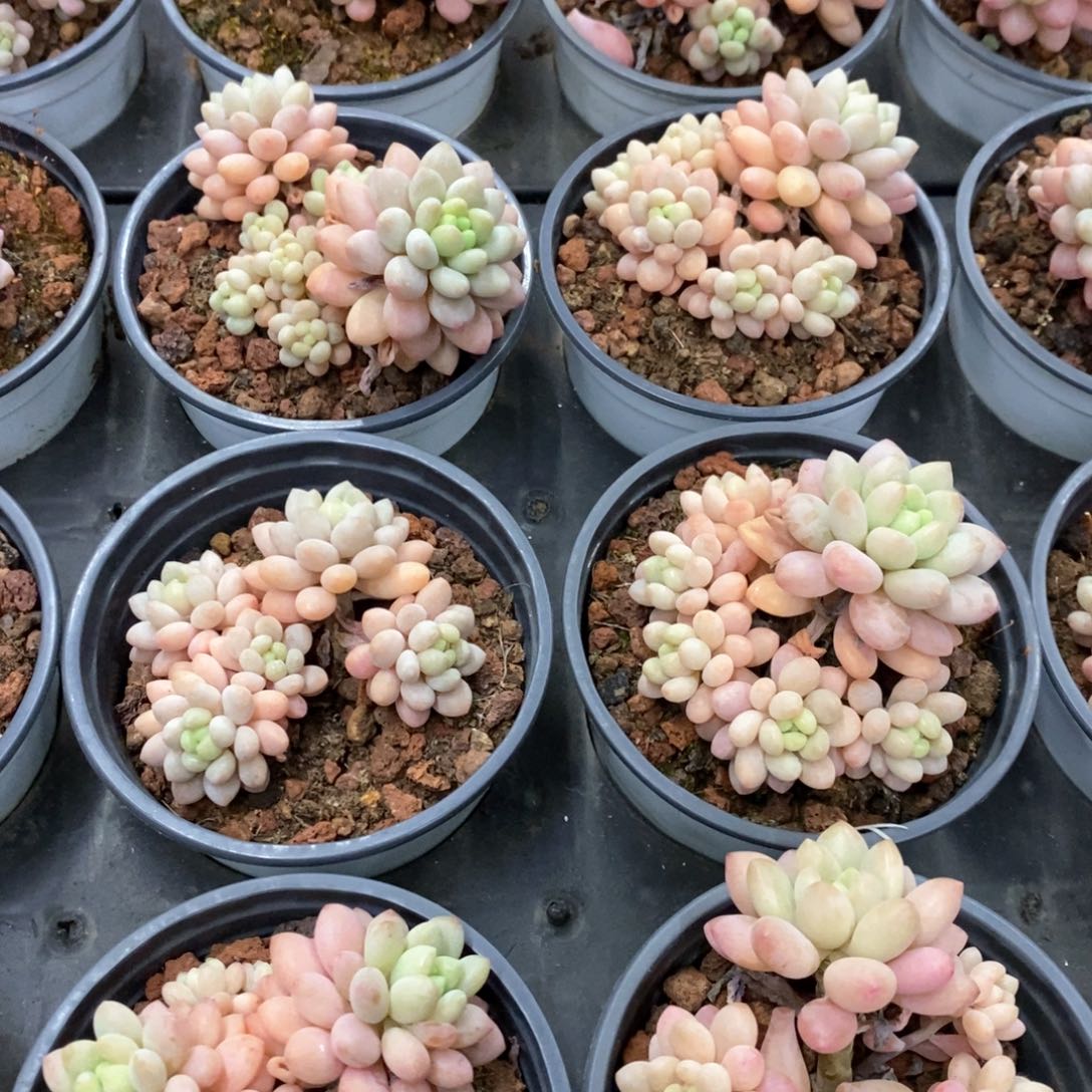 24。鱼子酱。福利多多