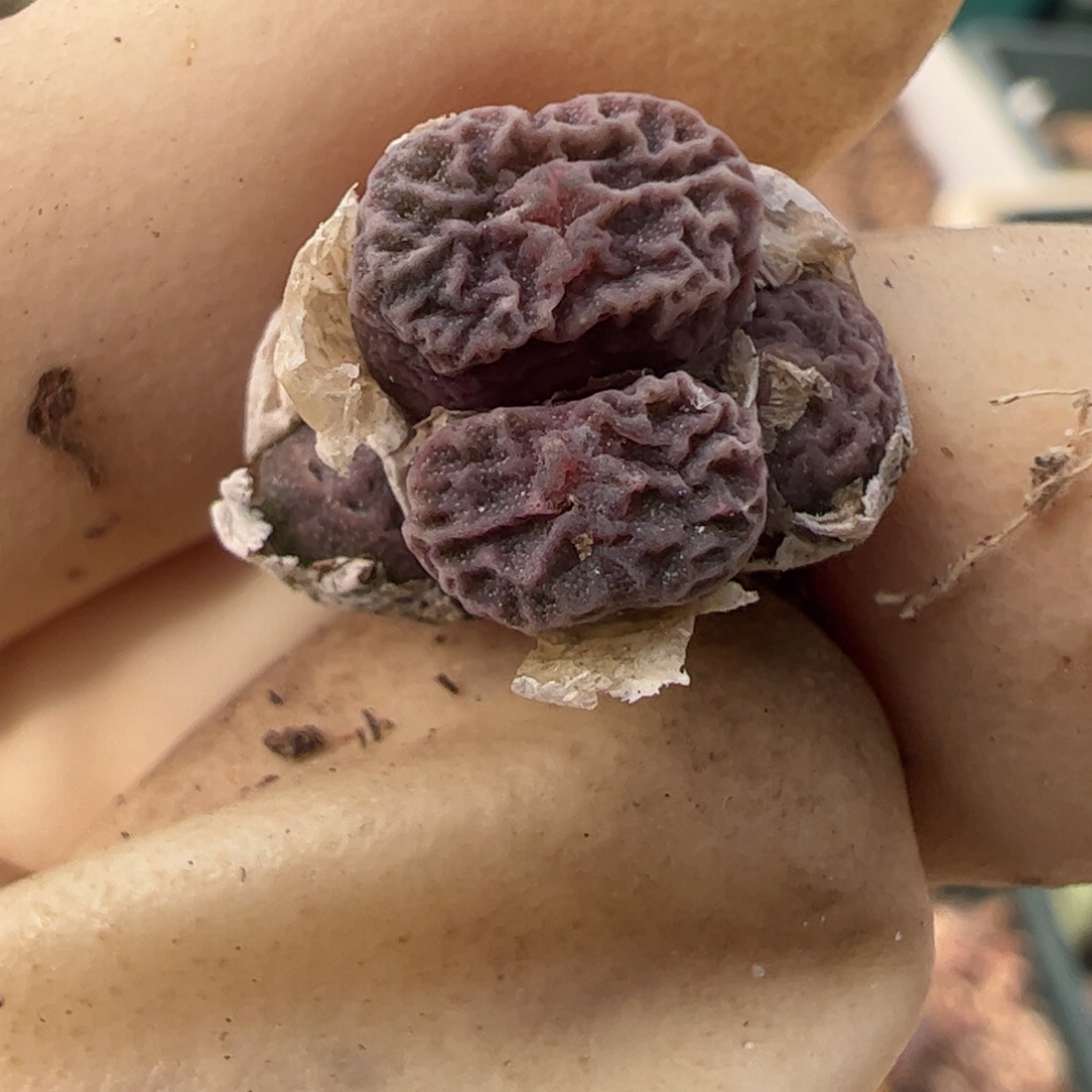 326 好看的多肉冲冲冲