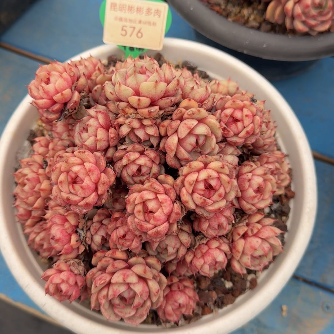 糖心笨吧老桩一物一拍