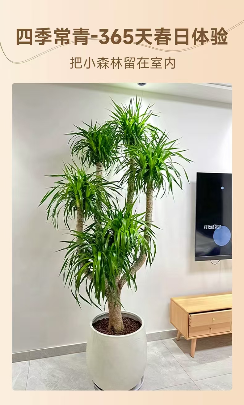 大型龙血树多头多叉老桩造型室内盆栽四季常青好养