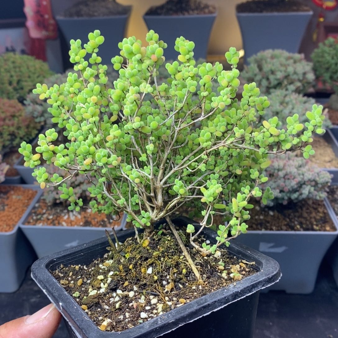 068蜜橘糖球枝干