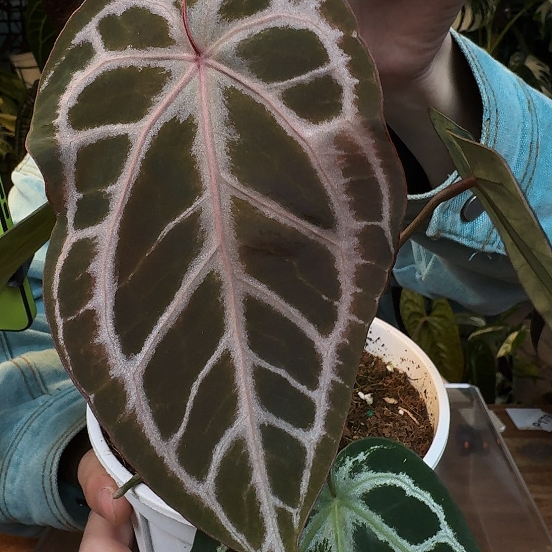 完全开放G02红伊芙杂女团