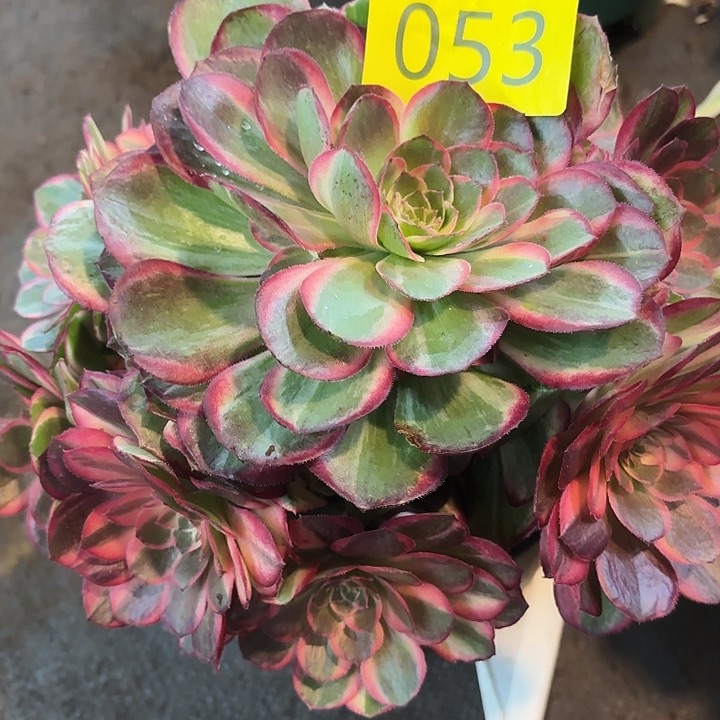 多肉植物黑膜锦囊053