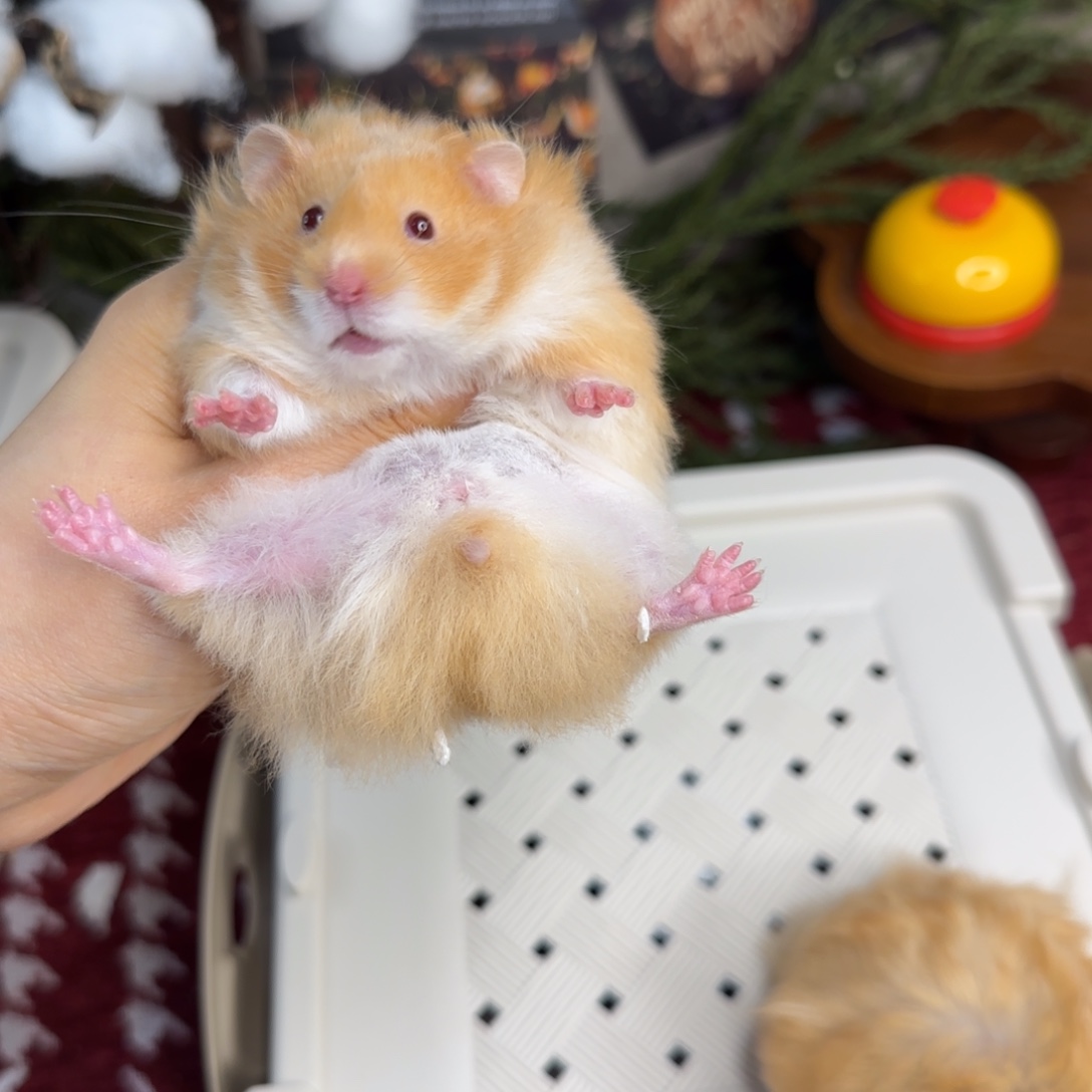 肉桂妹妹10.25生日