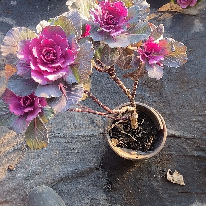 一***人羽衣甘蓝16.8一颗