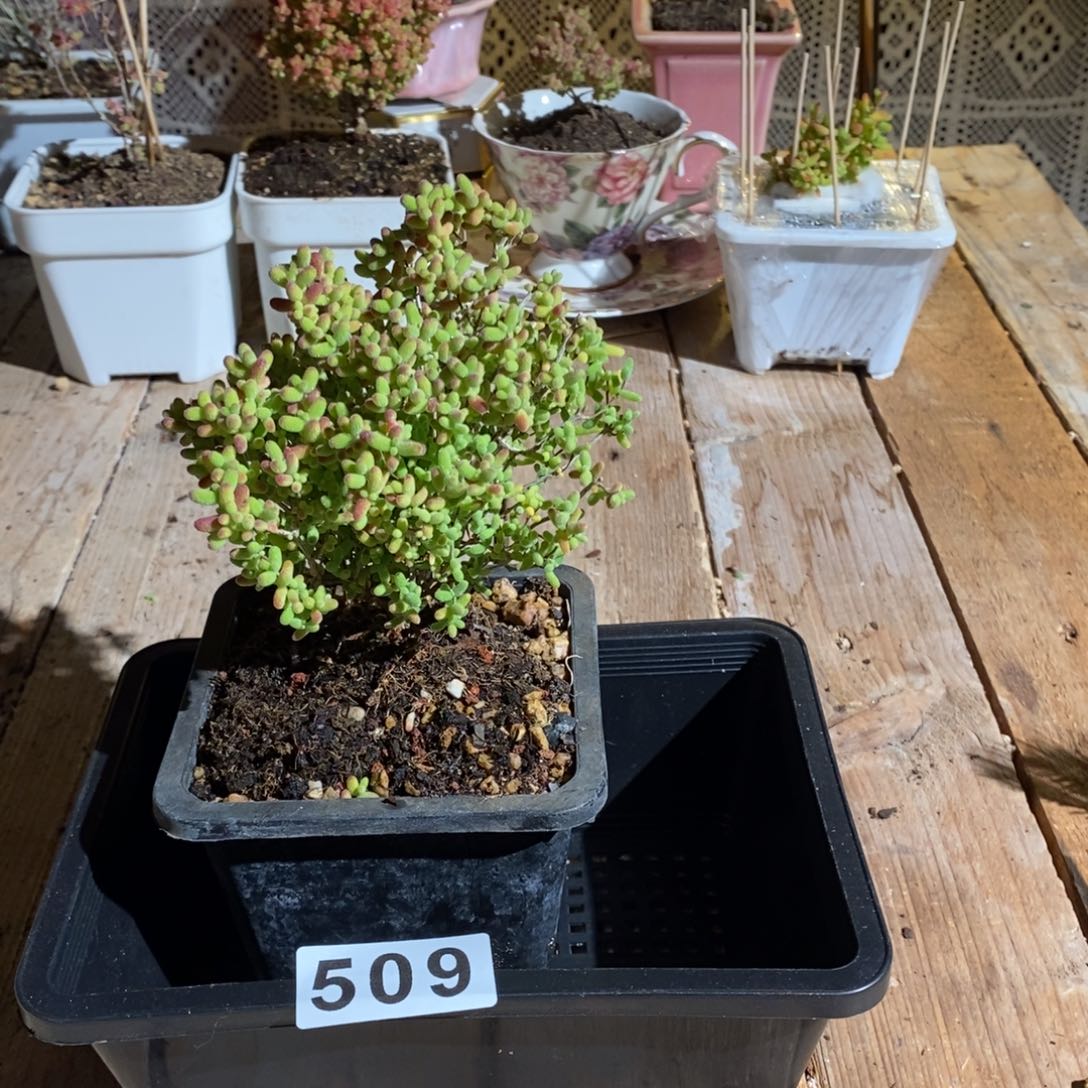 枝干番杏多肉植物509