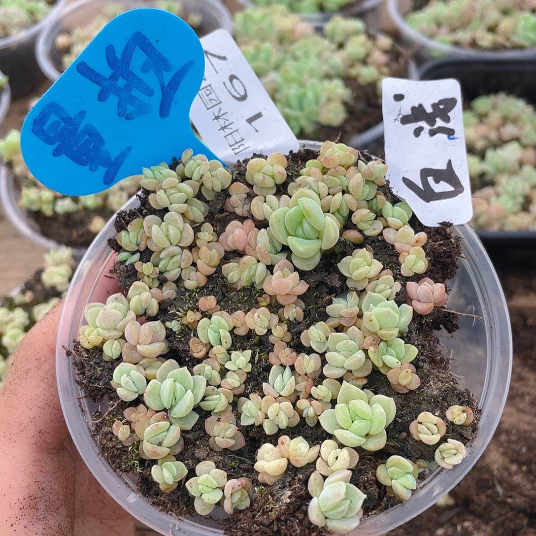 量拍多肉植物多肉植物167