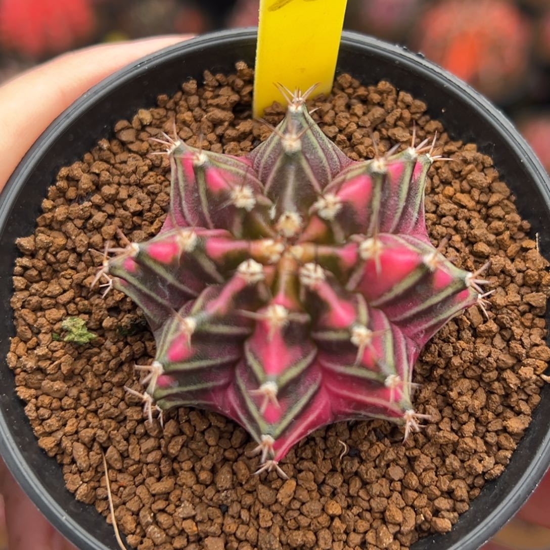 泰系实生米哈锦28