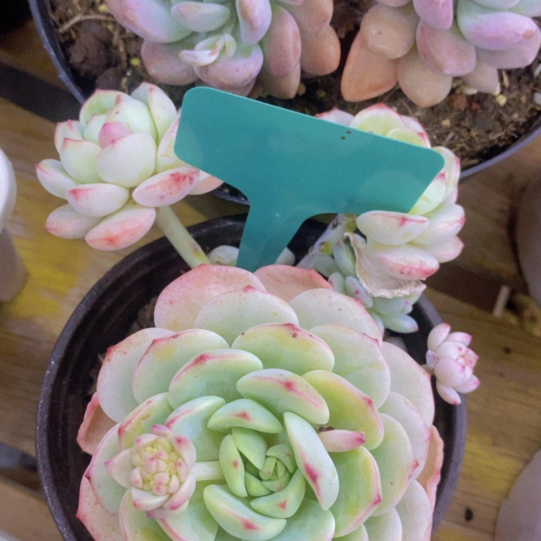 多肉植物，活动专场