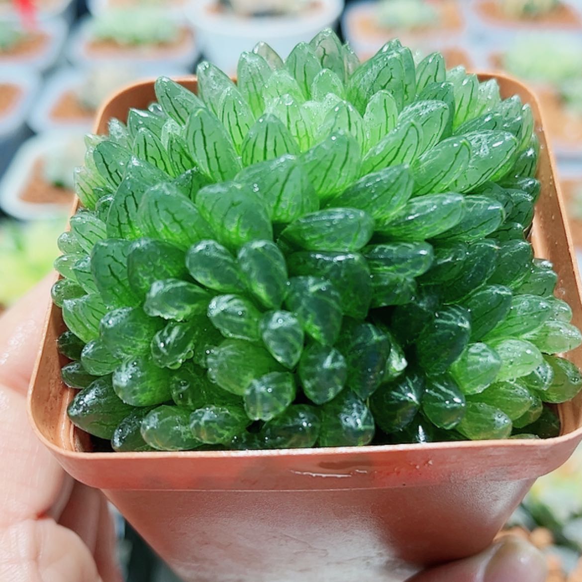 【闪购商品】禅翼1