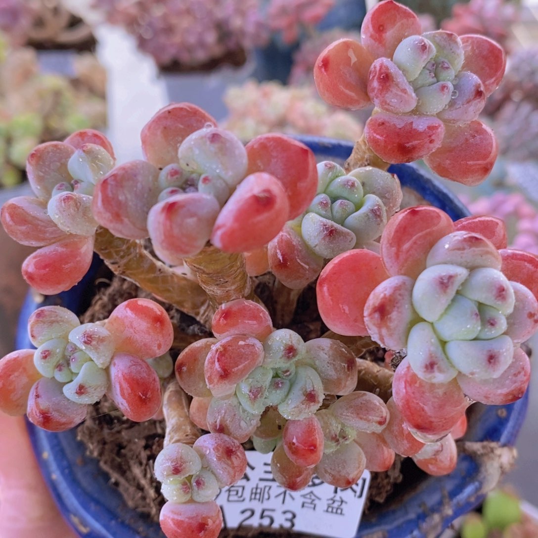 樱花罗琦老桩9cm253多肉植物