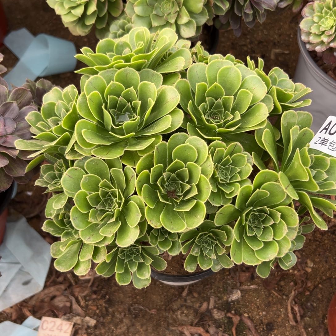 057多肉   魅灵玫瑰不包断头