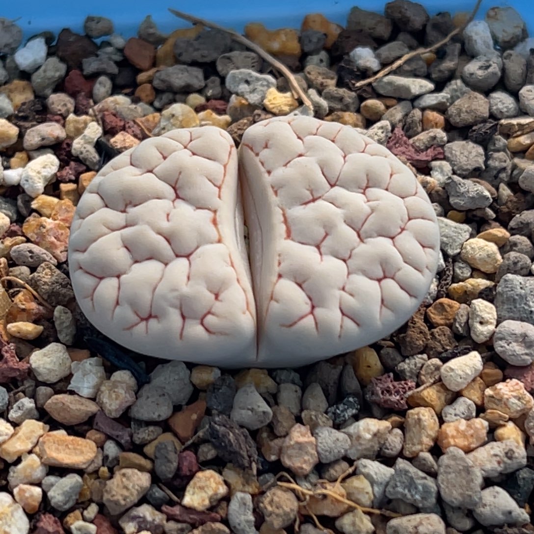 7534凹凸脑纹蛙哥189一颗