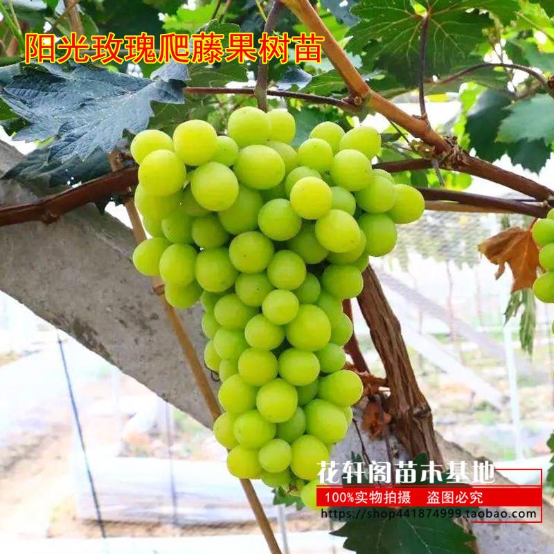 葡萄树曲盆地栽葡萄苗无籽巨峯品种南北方种植阳光玫瑰爬藤果树苗