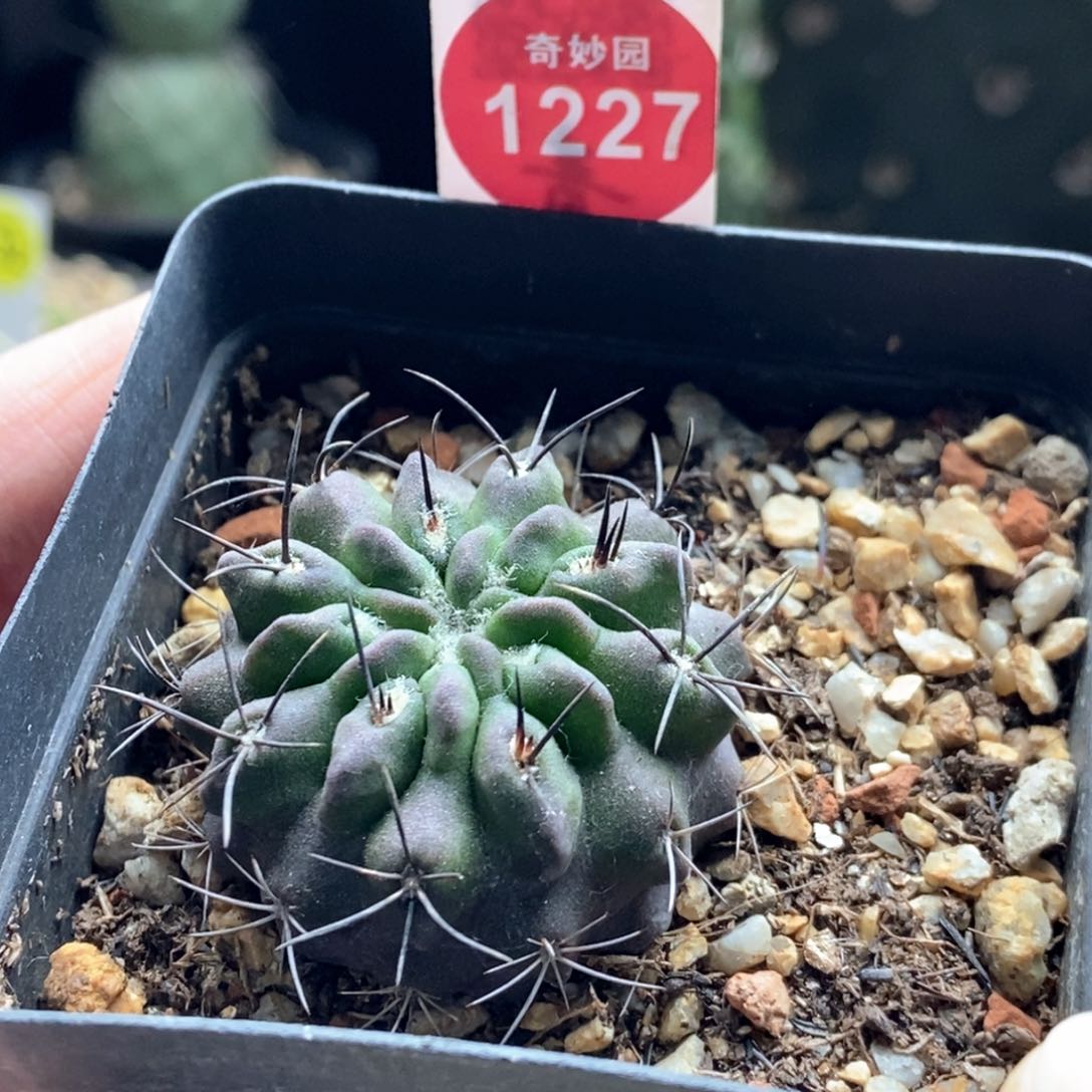 实生优选素妆玉3.7cm
