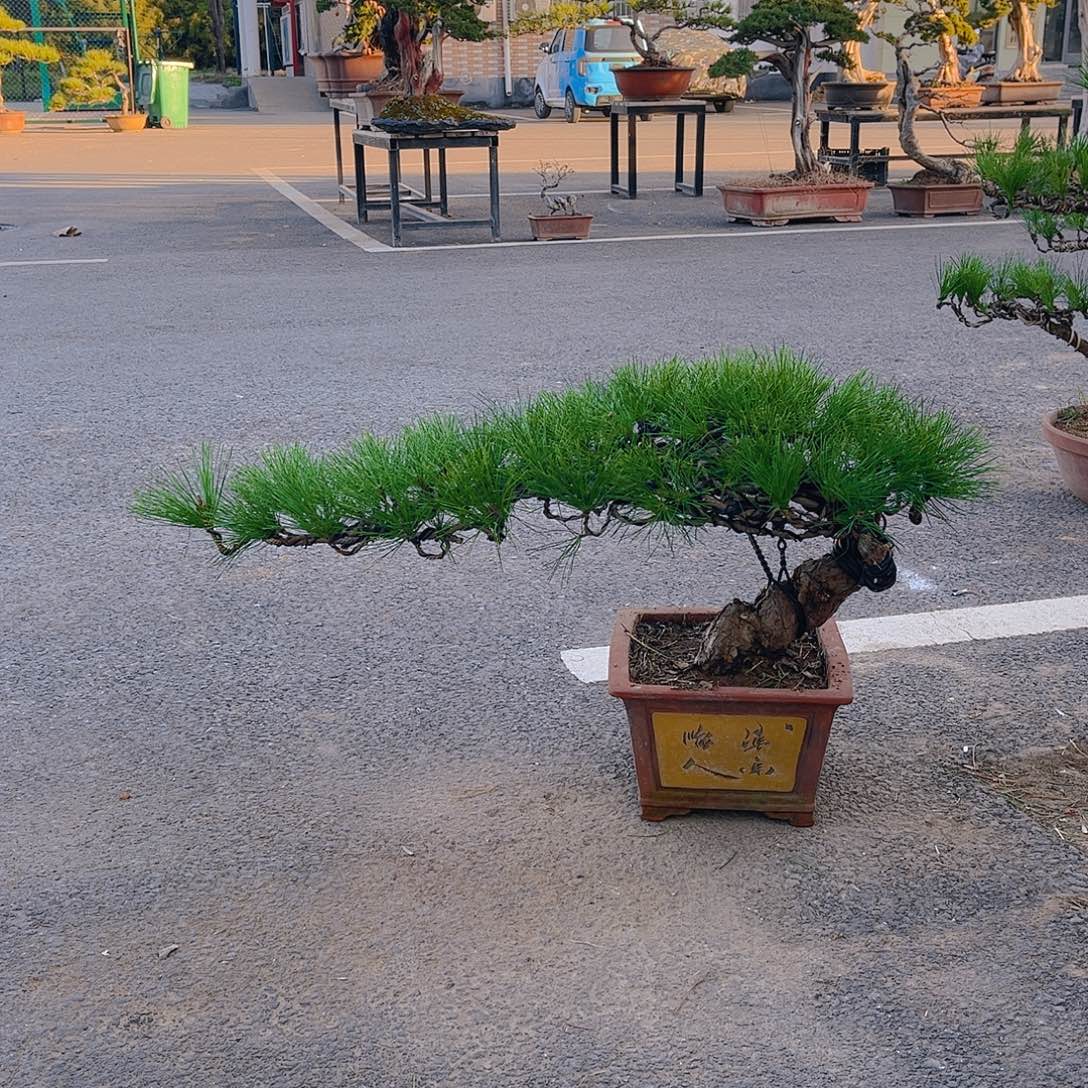 完全开放黑松盆景