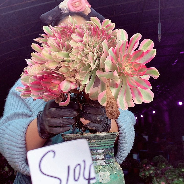 柒柒精品多肉脱土发货不包断侧枝不包售后S104