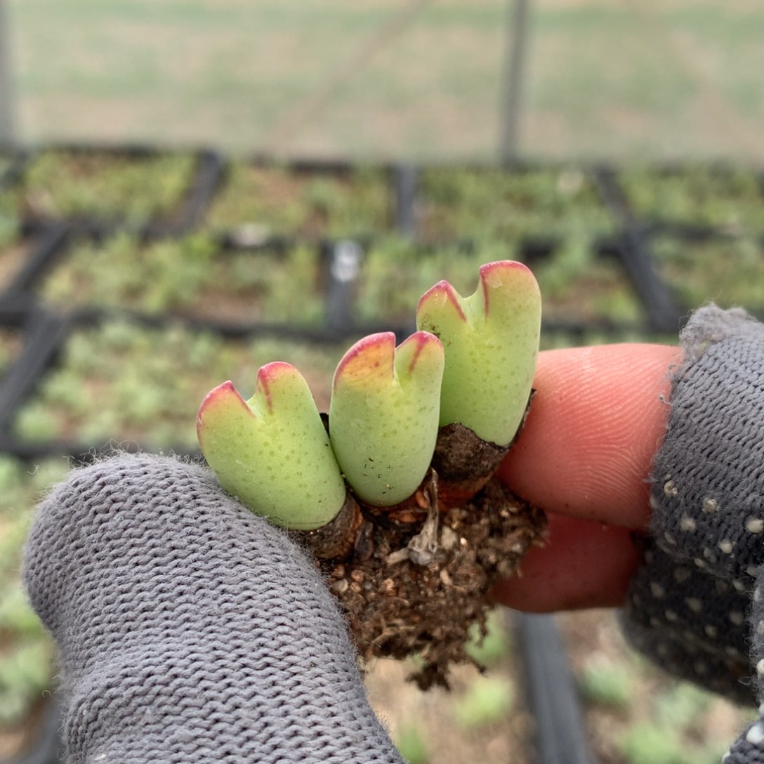 617少将母本一颗