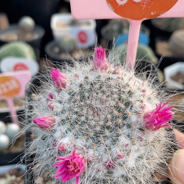 实生穴源玉翁30200000000