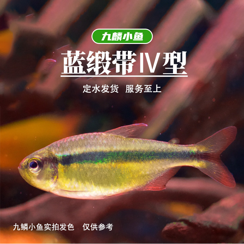 【蓝缎带四型】    满三单顺丰包邮
