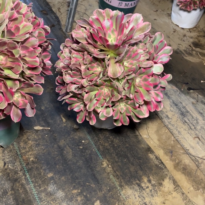 30粉女郎多肉植物多肉