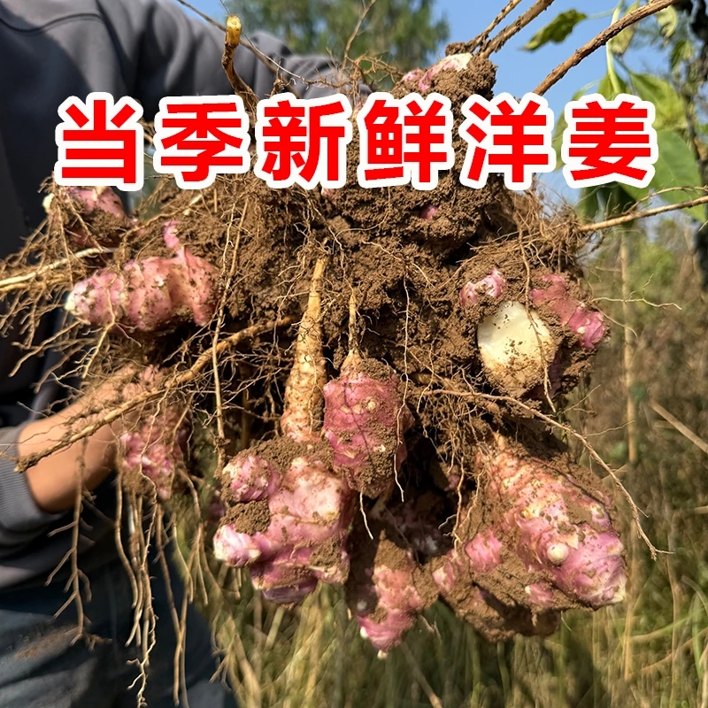 【达人专属】现挖农家当季红皮洋姜脆嫩新鲜红皮洋姜5/8斤装
