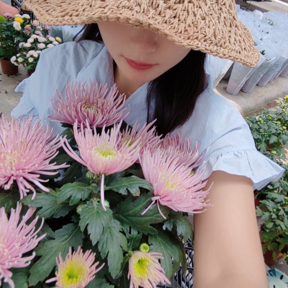 卡普瑞烟花菊花盆栽菊四季开花庭院室内外种植耐寒花卉植物