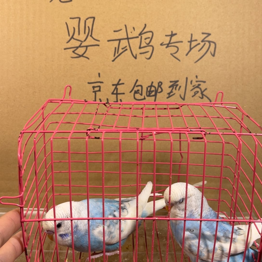虎皮鹦鹉哈哈哈哈哈哈哈哈