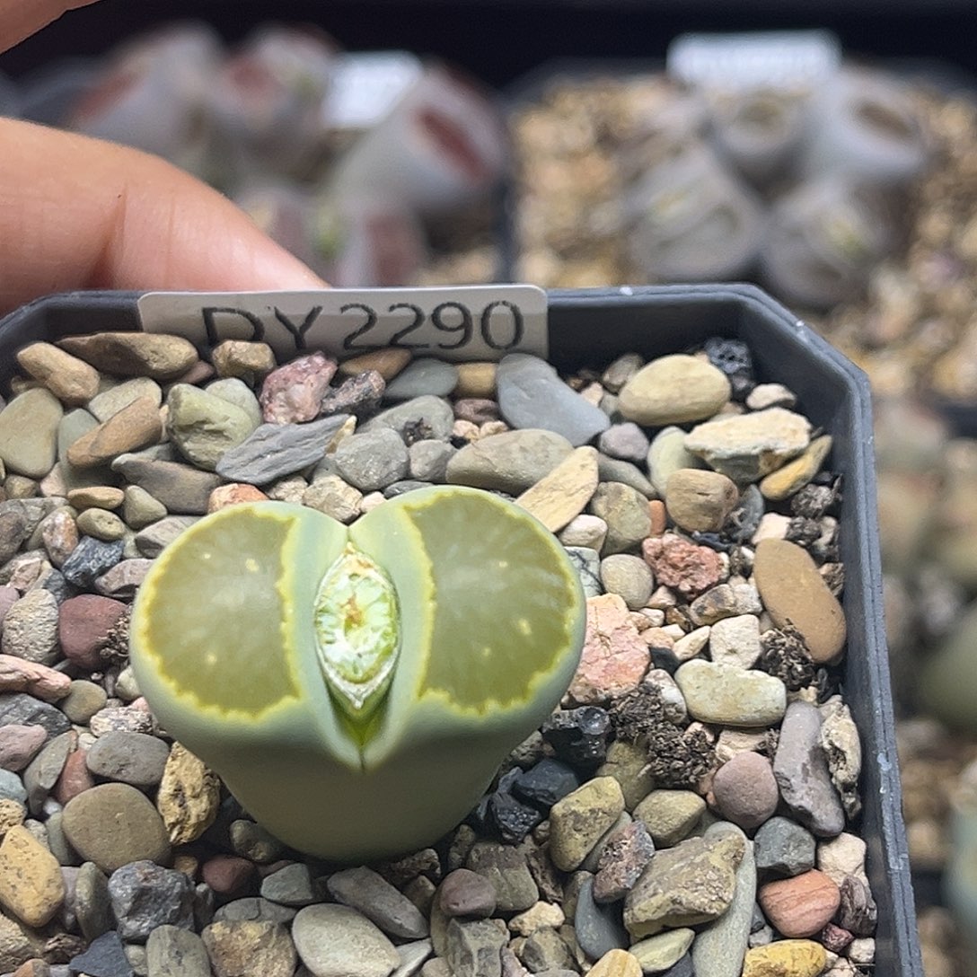 一物一拍菊母本2290绿菊