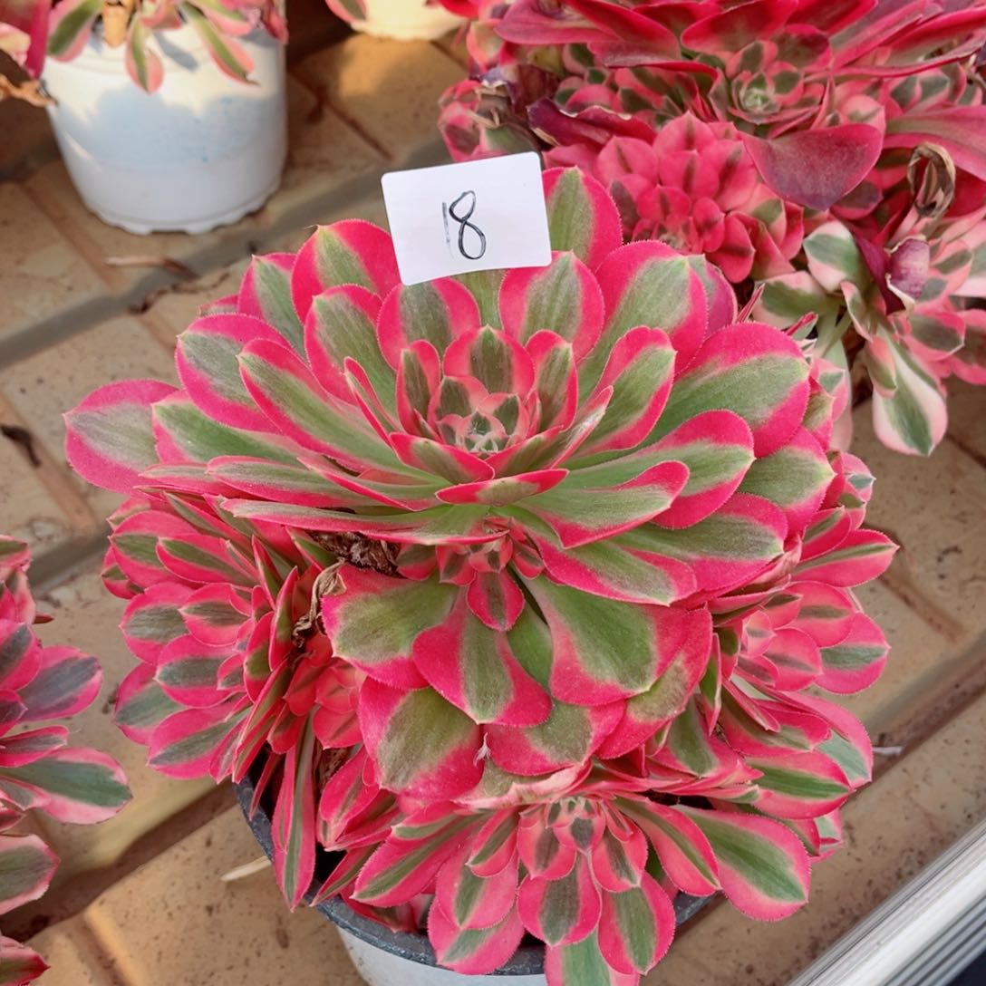 一物一拍多肉法师18