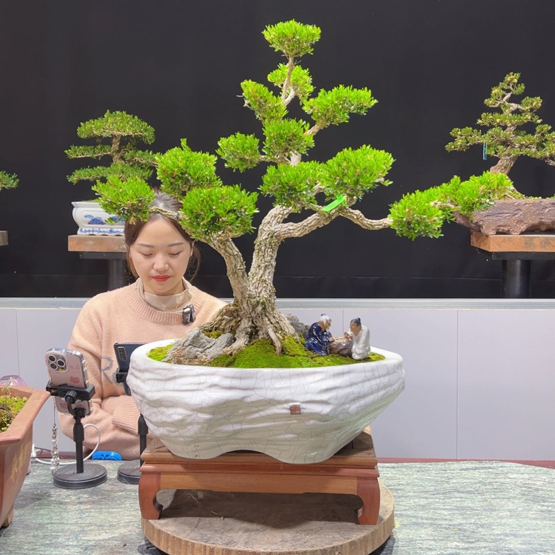 四季常青老桩黄杨盆景