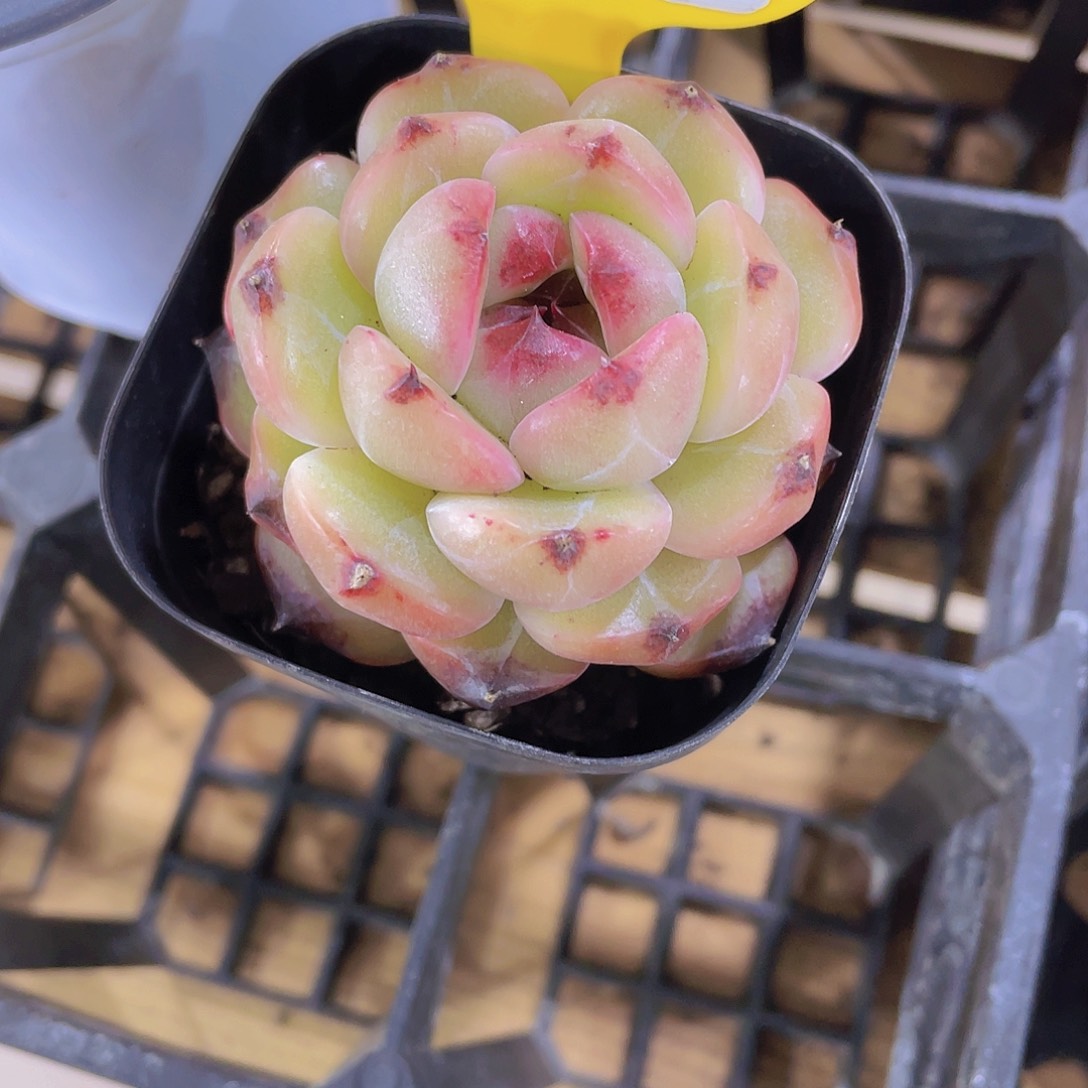 883号 暗黑糖心珍妮多肉