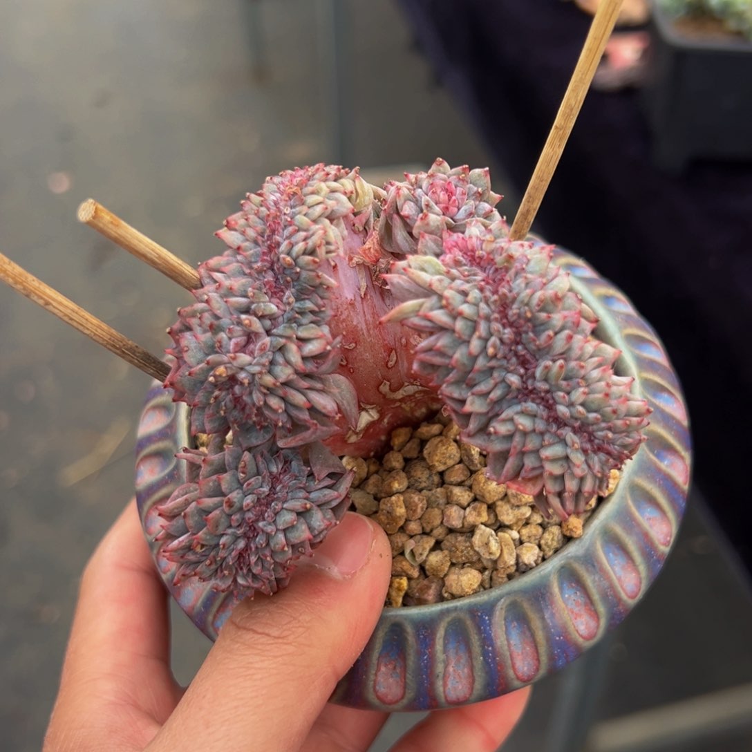 新年快乐 树莓 新年快乐