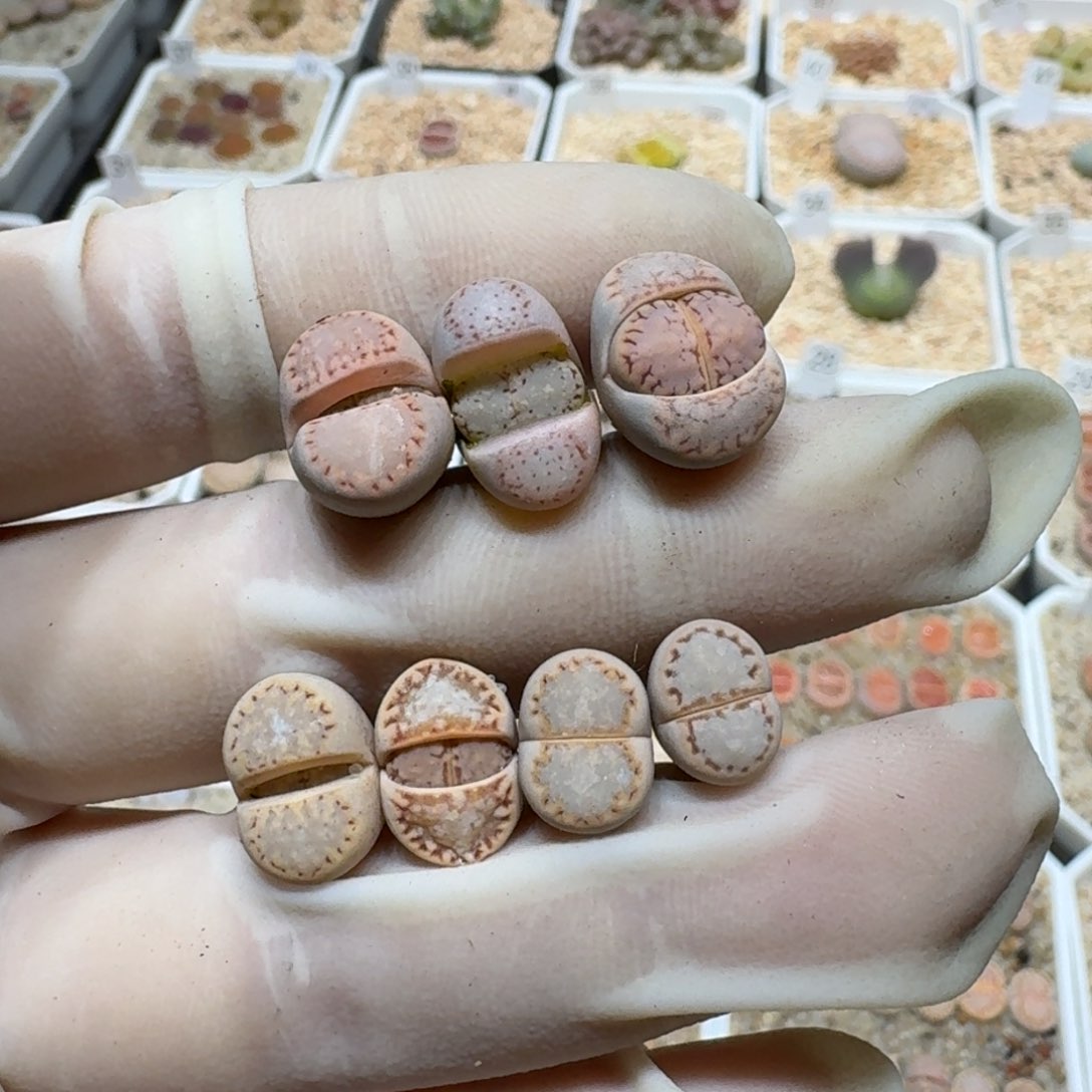 小****0120-36饼干1621.6