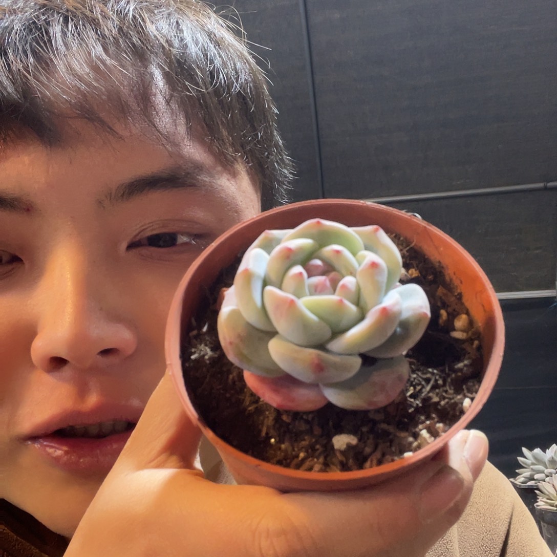 小星影满20包邮脱土发货