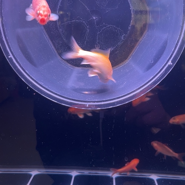 海水鱼红色蝴蝶鲤大鳍大尾