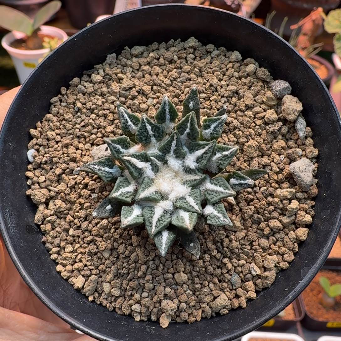 实生黑牡丹012 仙人掌