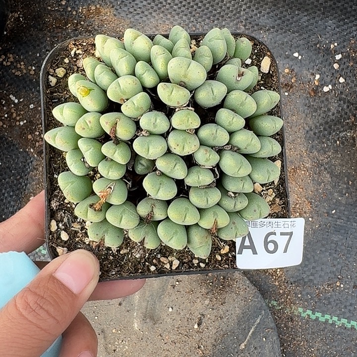 67多肉植物多肉植物