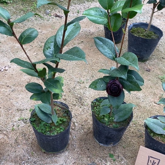 当前无花栽培后可以开花