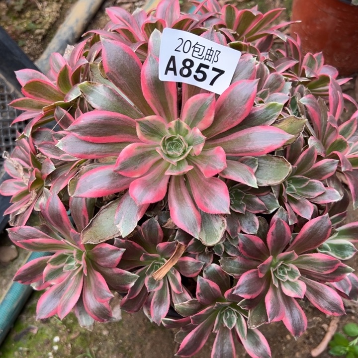 多肉植物857不售后